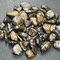 Stromatolite Fossil Tumbled Stones (By The Piece or Pound)
